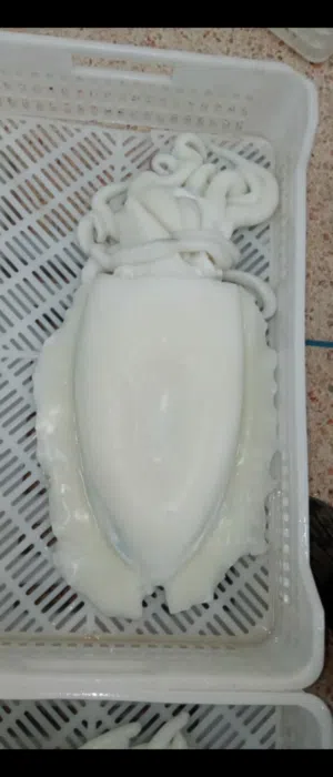 جميع انواع الاسماك الطازجة