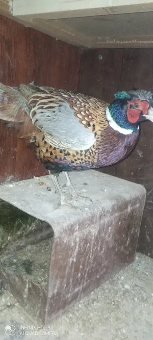 Chickens2