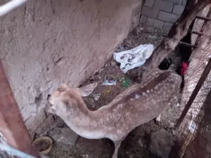 فحل غزال منتج عمر ثلاث سنوات