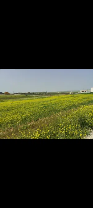 Farm Land for Sale in Amman Sufa