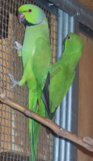 كوبيا الذرة الهندي