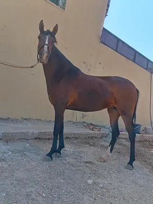 ‏خيل‏4