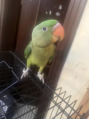 نيبالي للتبني