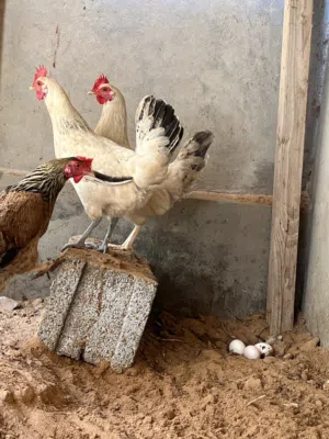 دجاج عربي عين زارة الكحيلي