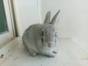 ارانب للبيع