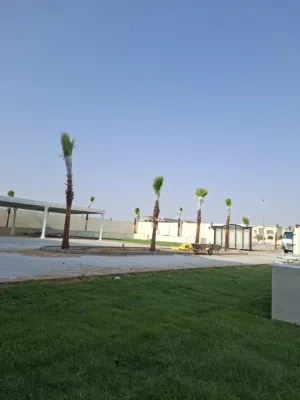 Washingtonia Palm Trees for Sale in UAE  Premium Quality  Delivery & Planting