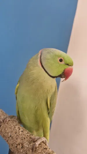 ببغاء الدره (متوه) أليف للبيع
