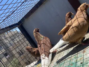 جوز نوريات مقرفلات