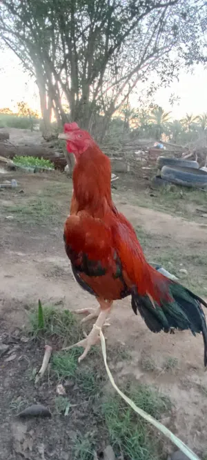 ديك باكستاني