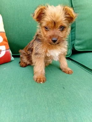CUTE MINI YORKSHIRE PUPPIES LOOKING FOR NEW HOME