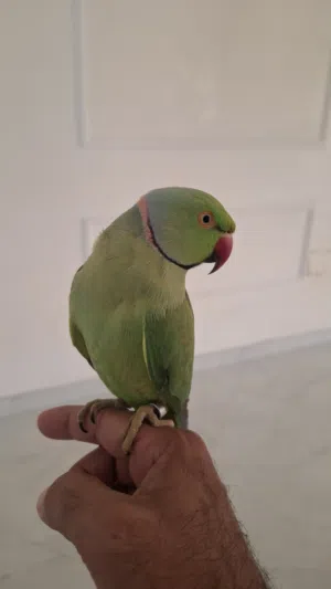 ببغاء درة ذكر أليف جداببغاء درة ذكر أليف جدا