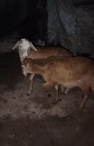 كبش وحمله ذبايح للبيع