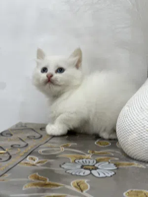 البصره الزبير