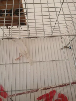 مخلف كناري ابيض نص تغردي