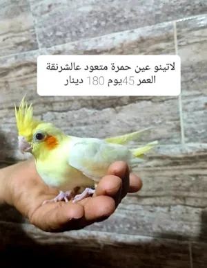 كوكثيل مروض حجم جامبو الله يبارك التفاصيل على كل صورة ملاحظة الصور قديمة شوي التفاصيل حديثة