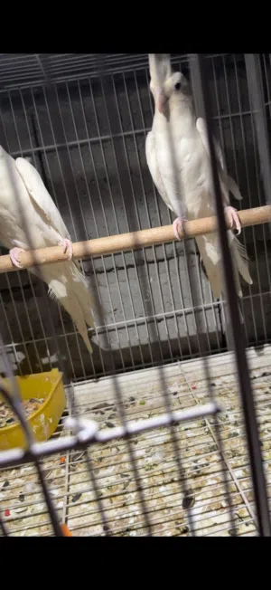فقط الجنايه يشوف التفاصيل الزوج مشروط طيور خط اول وحجم كلش مرتب وطيور عراقيه مو مستوره
