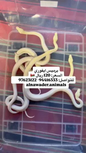 حيوانات للبيع