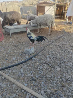 ديك بكستني للبيع