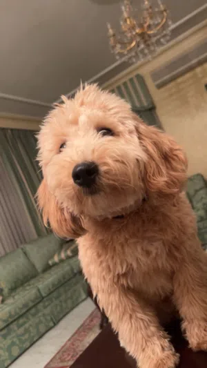 كلب مالتيبو مكس بودل+مالتيز