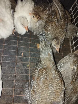 فلوس دجاج فرعوني أو الحبشي العمر شهرين