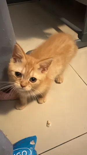 قطط للتبني