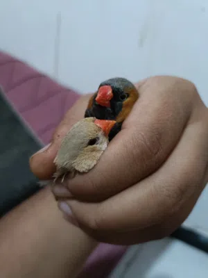 زوج فناجس حجم سوبر