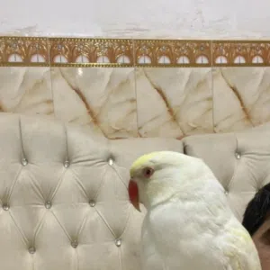 العراقي هيبه 