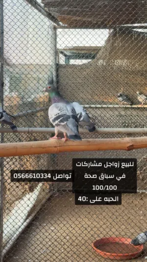 حمام زواجل