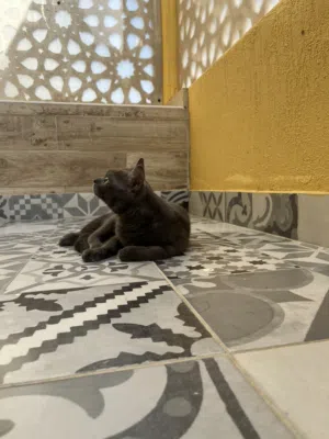 قطو ذكر رمادي للتبني