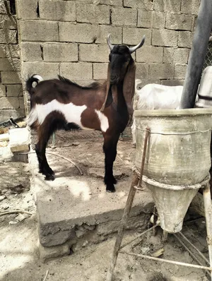 ‏ماعز‏2