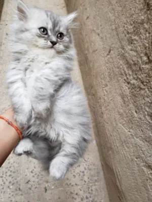 ثلاث قطط انثى و 2 ذكور