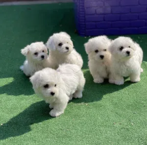 مالتيز ميني للبيع اعلى مستويات pure 100%