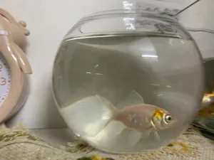 Fish1