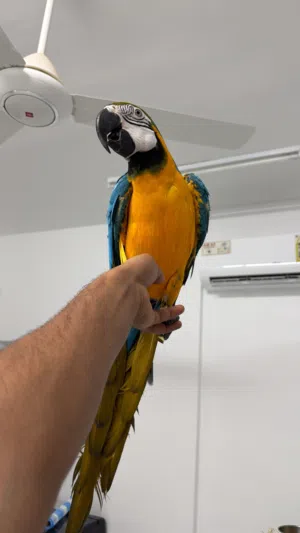 Macow bread very friendly she is her name is abi i have big cage for her also stand
