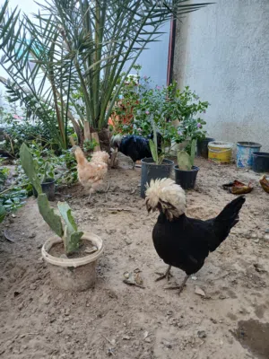 دجاج بولوني