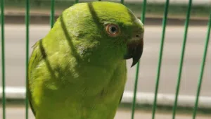 أنثى ببغاء درة أفريقي