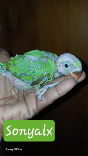 دره هندى تأكيل يدوى