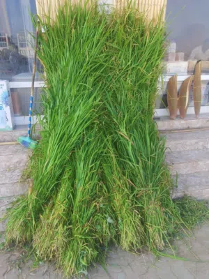 عرض لم يسبق من قبل  بيع طعام (قت) وزرع