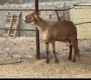 جاعدة سودانية اصل الحجم الكبير