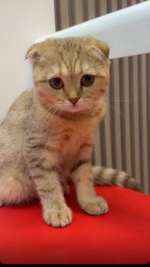 Seline Scottish fold