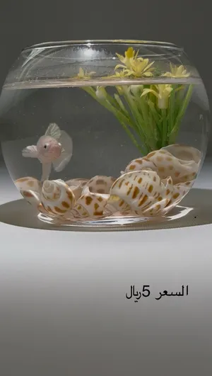 ‏اسماك‏3