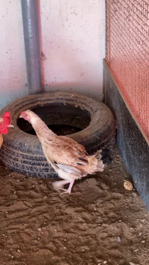 ديك ودجاجه باكستانيه للبيع