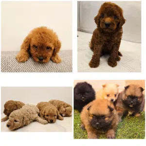 Mini toy poodle ,multipoo,shitzu ,pomernian