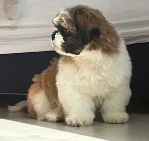 Shihtzu puppy 4 month old vaccinated microchipped holds passport seeking for a loving home