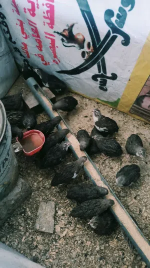 سمان توه بدن يبيضن