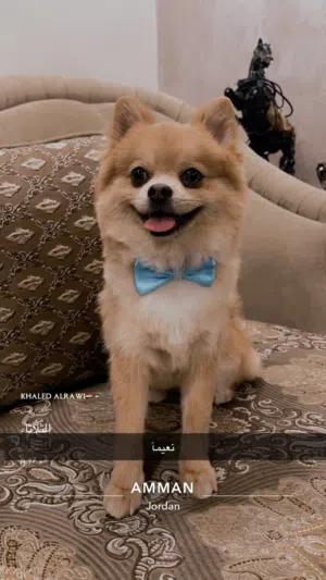 كلب لعوب فول طاعة حمام خارج البيت كلب بجنن مربي من هوا وصغير سبب البيع السفر عناية بلكلب ممتاز شعرو
