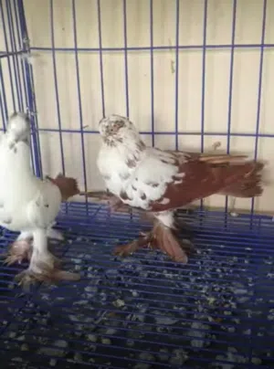 مطلوب طيره سكسفونيه حمره او سود او صفره الي عندو ما يبخل علينا