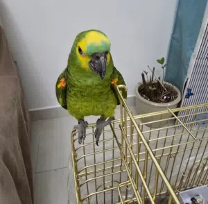ببغاء أمازون بلو فرونتد-Blue-Fronted Amazon