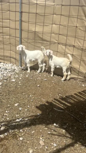 تيس وصخله حلال الجواميد توم بيضات جمات العمر 3 اشهر سمنه ومستوى ممتاز للتربيه ماشاءالله