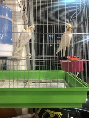 جوز كوكتيل بصلاة عنبي للبيع فيه الزرقاء التواصل علخاص او الواتس